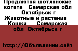 Продаются шотланские котята - Самарская обл., Октябрьск г. Животные и растения » Кошки   . Самарская обл.,Октябрьск г.